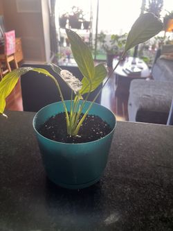Peace Lily
