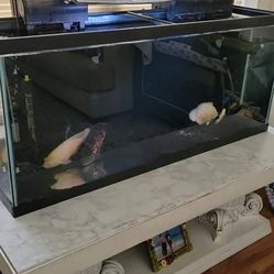 55 Gallons Fish Tank 
