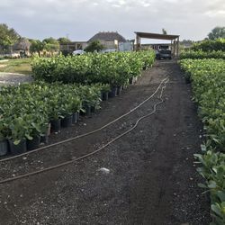 Clusias 3 Gallons $5