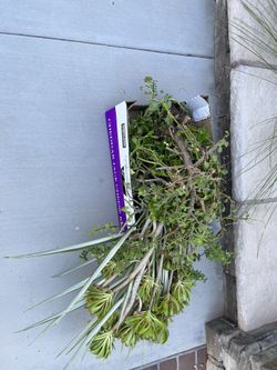 Plant Cuttings