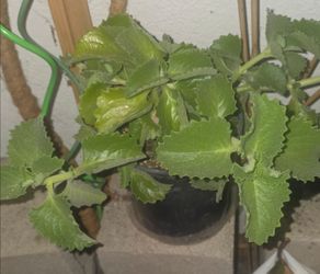 Healthy Cuban Oregano / Mexican Mint