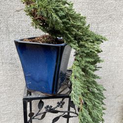 Bonsai Plants For Sale Cascade Style $65 Each