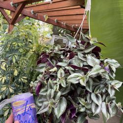 Live Art Plant!! Full/lush/trailing Tradescantia Zebrina, plant covers pot, you don’t see pot; 95820