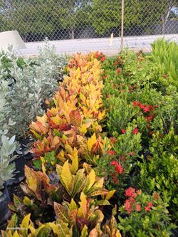 🪴🪴 CROTON PETRA 3gl $8 privacy hedge plants