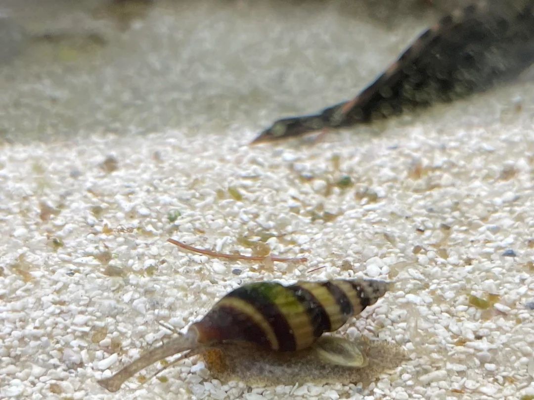 Free Assassin Snail Shell Decor For Aquarium
