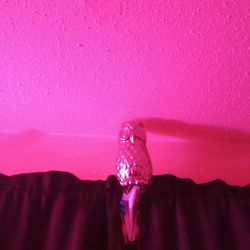 Decor Owl