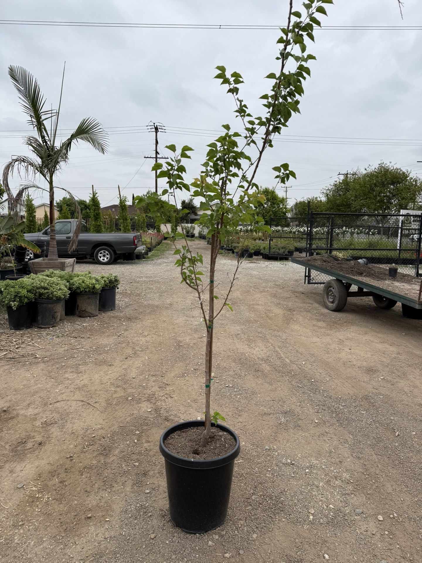 Blenheim Apricot Tree – 15 Gallon Pot