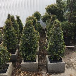Small Cone Topiary In 3 gls Pot. SPECIAL PRICE !🤩