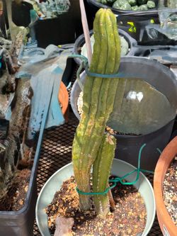 San Pedro Cactus for sale
