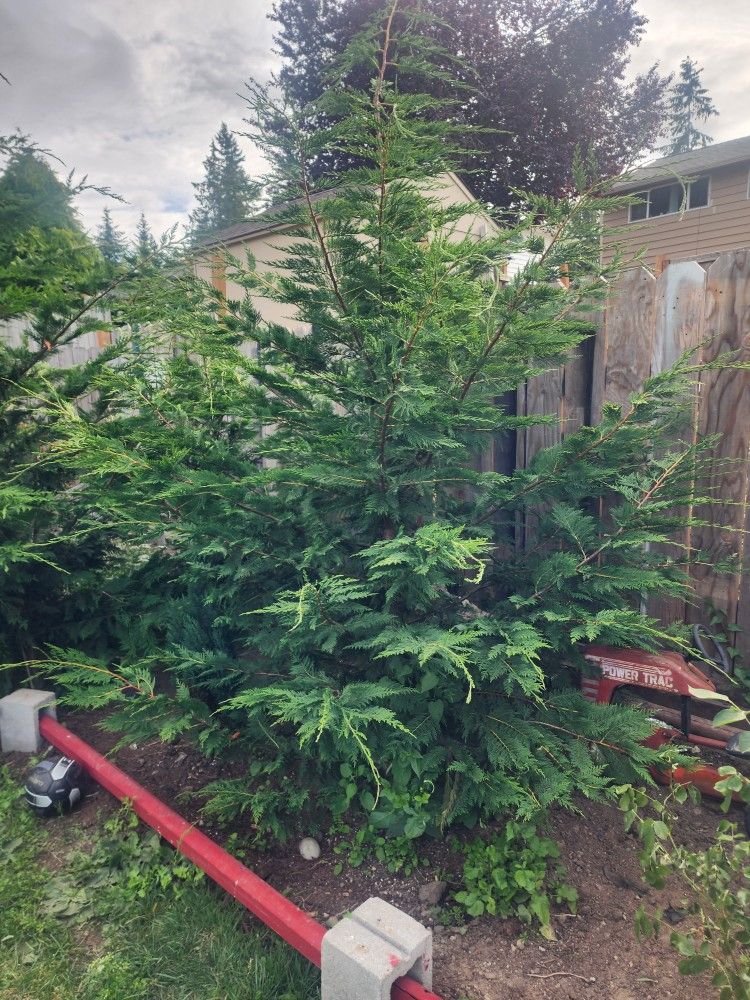 Trees