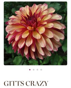 Dahlia Plants Stellar Gitts Crazy $5