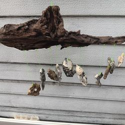 DRIFTWOOD SEASHELL CHIME 