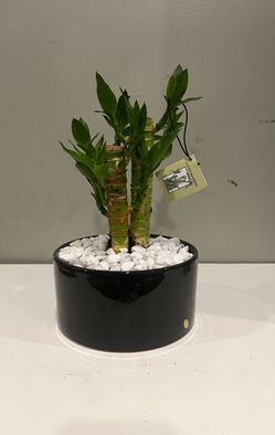 Lotus bamboo