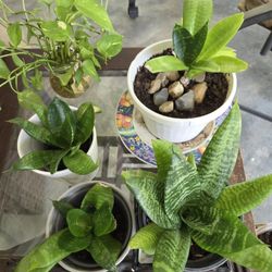 Plants