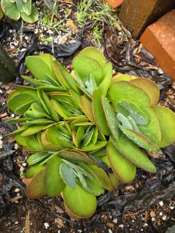 Large Kalanchoe "Flapjacks"