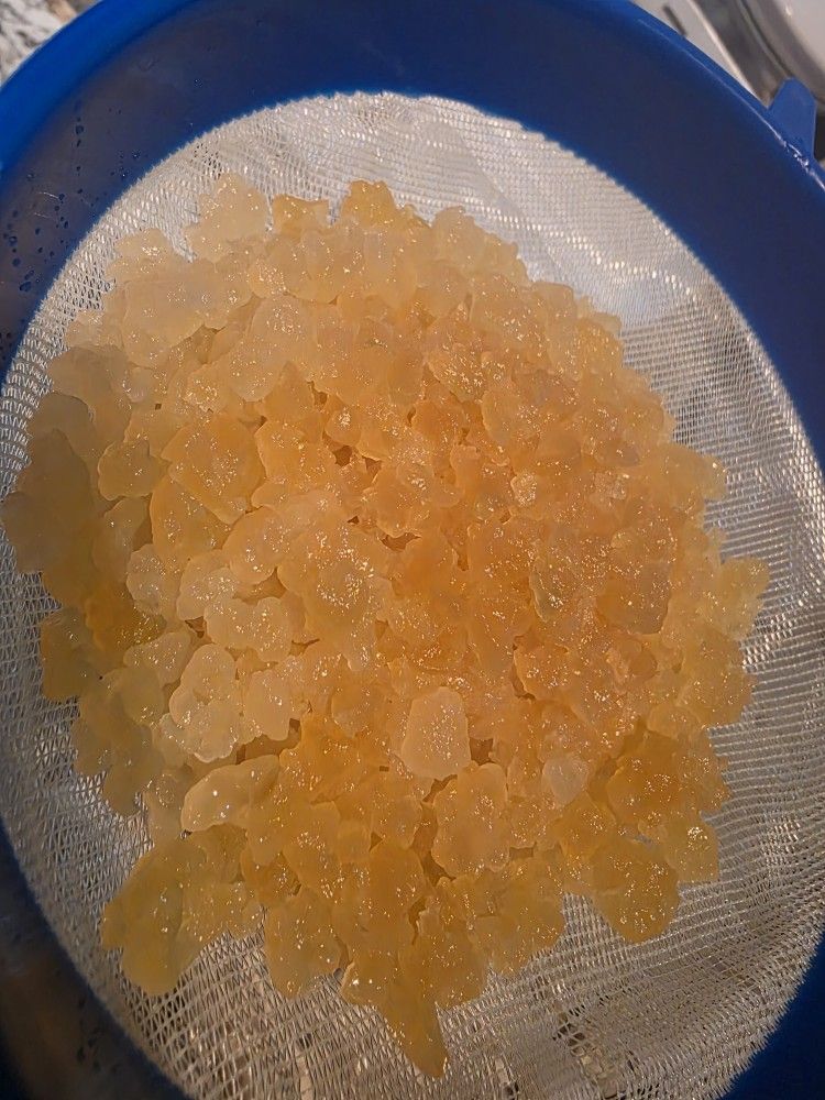 Kefir water grains