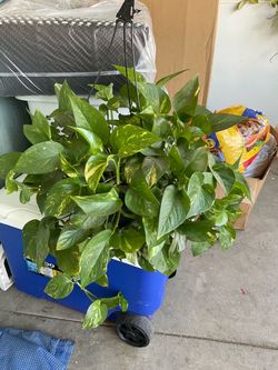 Golden pothos planta grande
