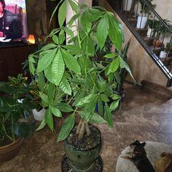 3ft 3in Tall Money Tree Plant In New 9in Ceramic Pot