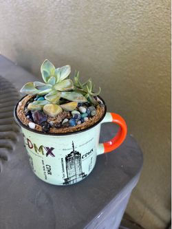 Succulent