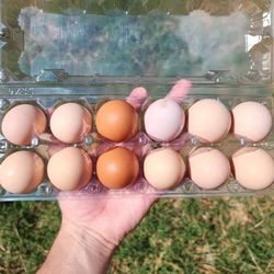 Farm Fresh Brown Eggs 