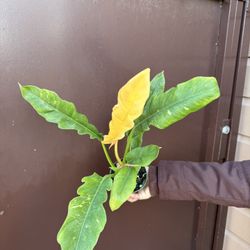 4” Philodendron Ring Of Fire