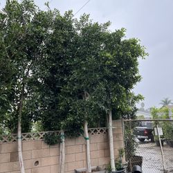 24 Box 25 Gal 9ft Plus Ficus Tree
