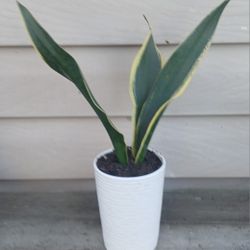 Snake Plant 🪴 