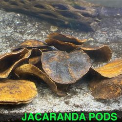 BETTA AND SHRIMP BOTANICALS AQUARIUM FISH TANK