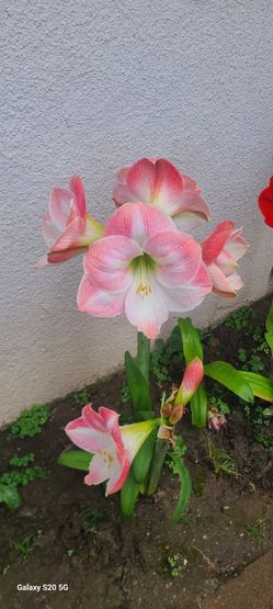 Amaryllis In Full Bloom