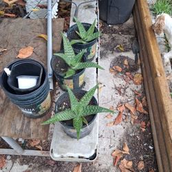 Aloe  plants