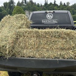 2024 Orchard Grass Hay USDA Certified Weed Free