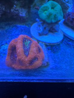 Reef tank decor bowerbanki coral