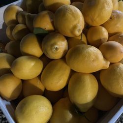 Yellow Lemons 