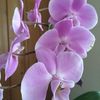 Orchids