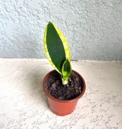 Sansevieria  hahnii   Black  Gold  plant