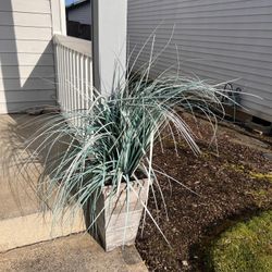 Faux Plant 