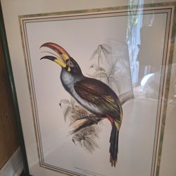 Plate 27 Toucan