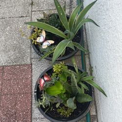 Beautiful Succulent Arrangements (2)