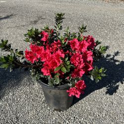 Azalea 