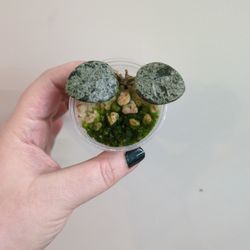 Hoya Matilde Super Splash Pickup Capitol Hill