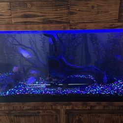 120 Gallon Fish Tank
