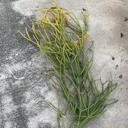 Firestick 3ft Cutting + Tools 35ave/glendale 