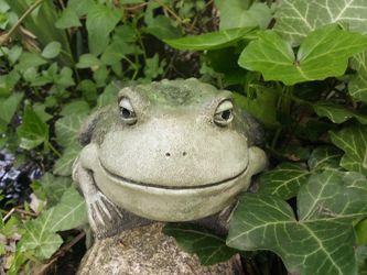 Smiling Frog