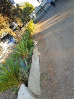 Sago palm trees, $140 each