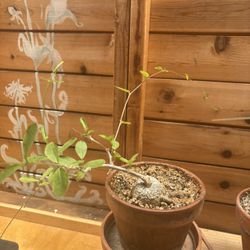 Plant ( Fockea edulis) 