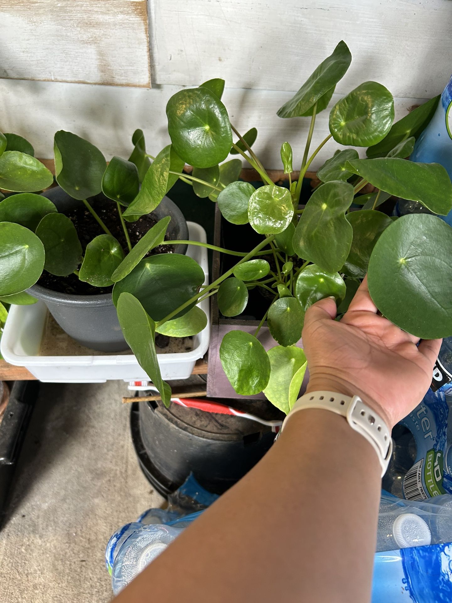 Pilea Chinese Money Plant 🪴
