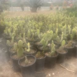 Plants
