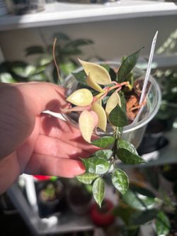 Hoya Lacunosa Variegated