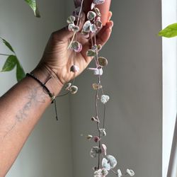 Variegated String Of Hearts 