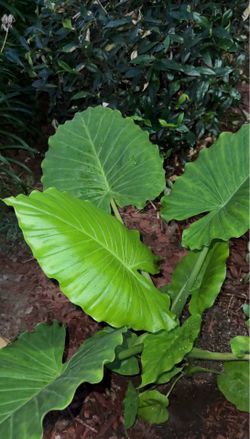 Alocasia odora corms